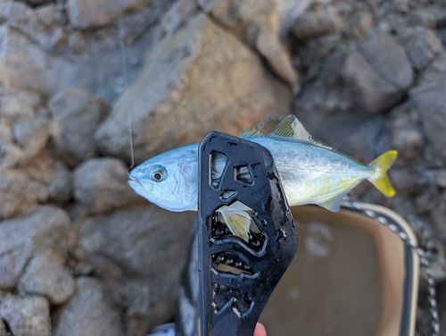 ブリの釣果