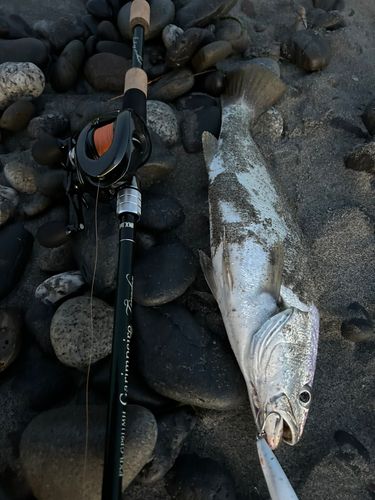 ニベの釣果