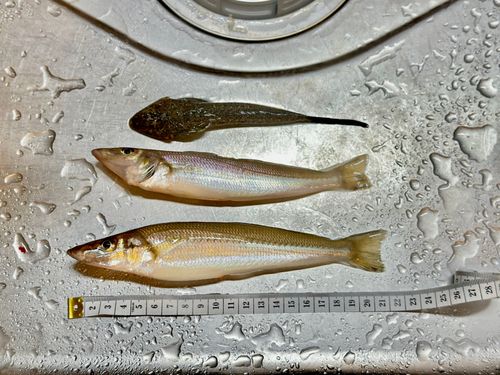 シロギスの釣果