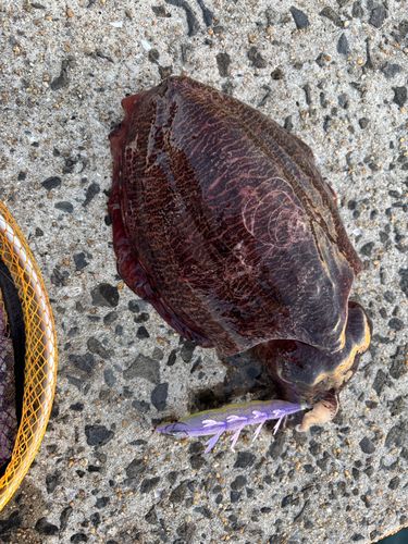 コウイカの釣果