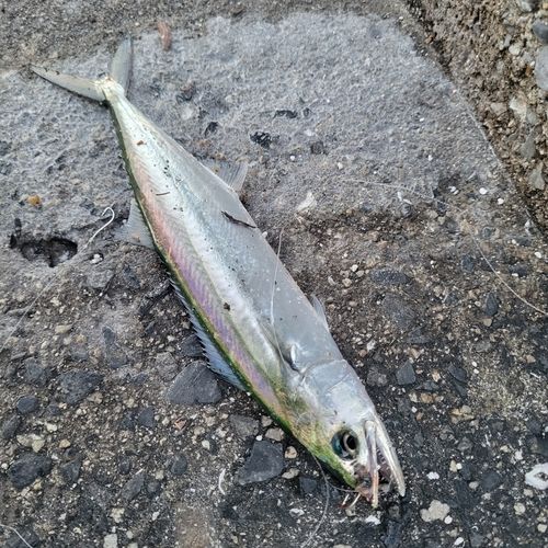 キスの釣果