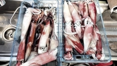 シロイカの釣果