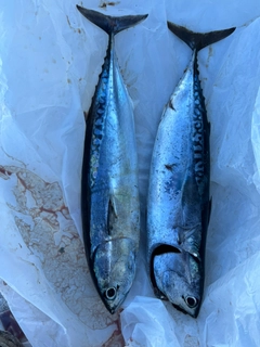 ソウダガツオの釣果