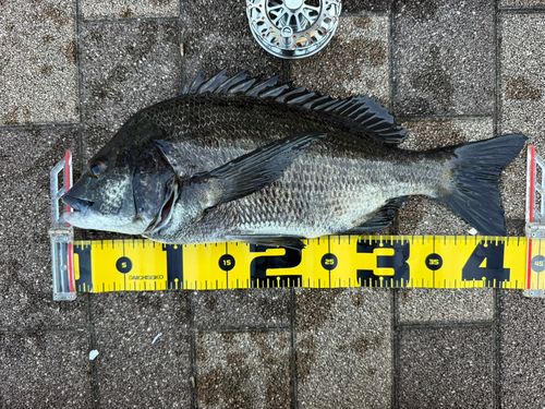 クロダイの釣果