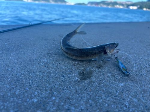 エソの釣果