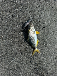ショゴの釣果