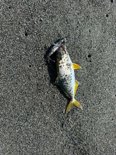 ショゴの釣果