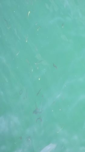 フグの釣果