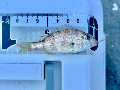 チャリコの釣果