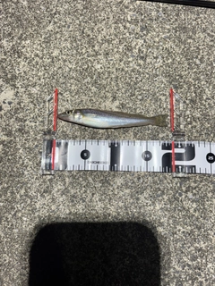 アカメバルの釣果