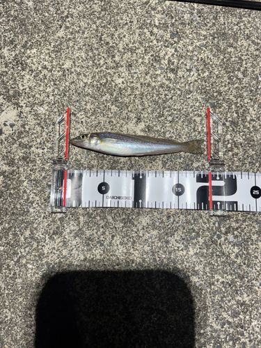 アカメバルの釣果