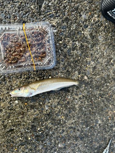 シロギスの釣果