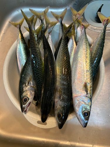 サバの釣果