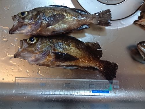 メバルの釣果