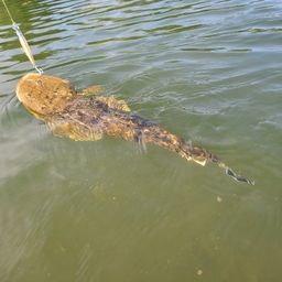 マゴチ