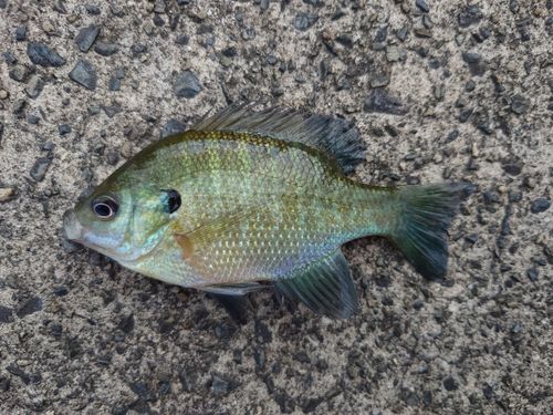 ブルーギルの釣果