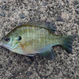 ブルーギル
