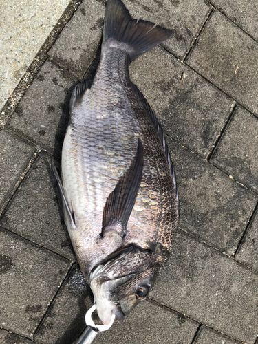 チヌの釣果