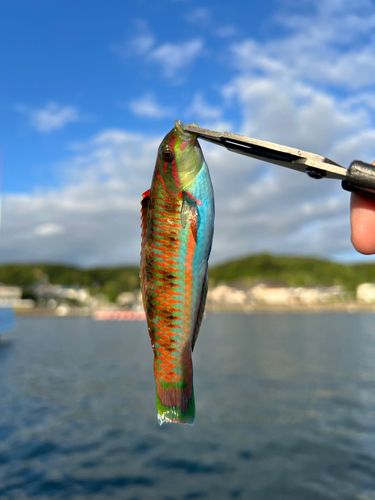 ノゴイの釣果