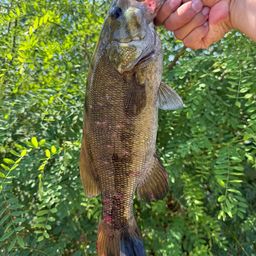 スモールマウスバス