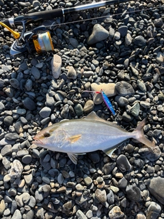 ショゴの釣果