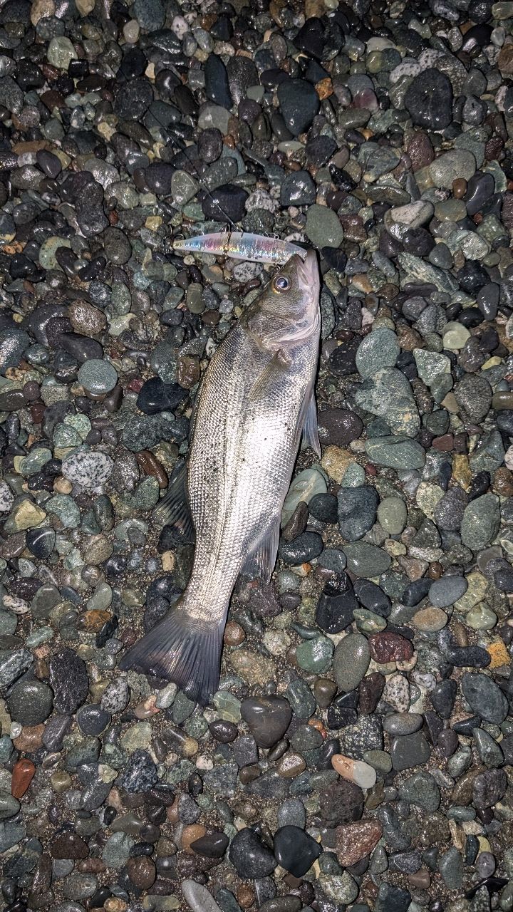 セイゴ（ヒラスズキ）