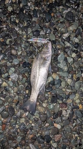 セイゴ（ヒラスズキ）の釣果