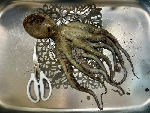 マダコの釣果