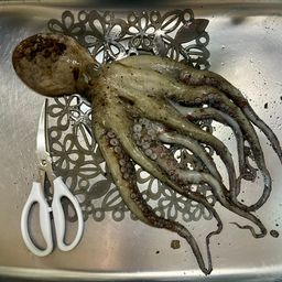 マダコ