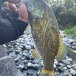 スモールマウスバス