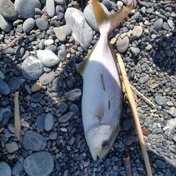 ショゴ