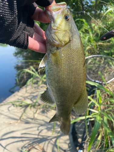 スモールマウスバスの釣果