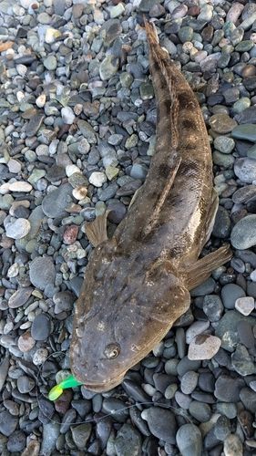 マゴチの釣果