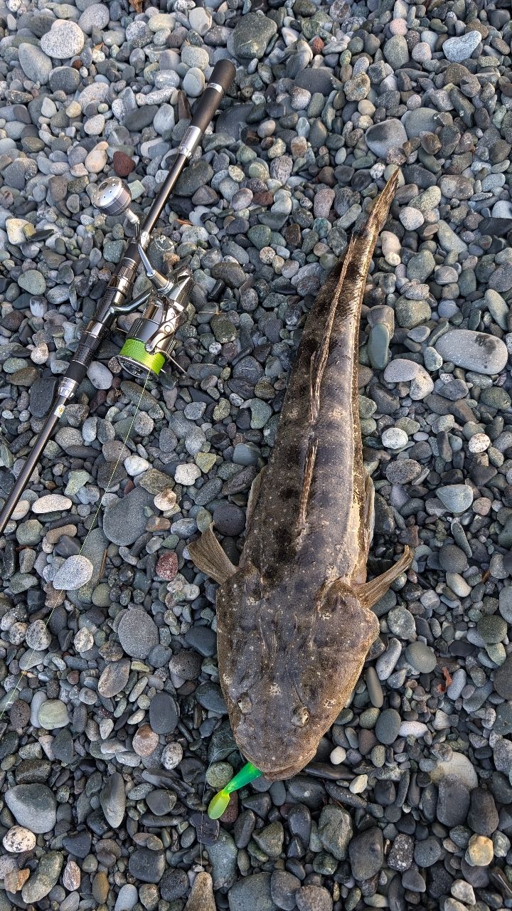 マゴチ