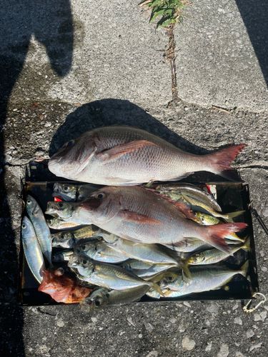 マダイの釣果