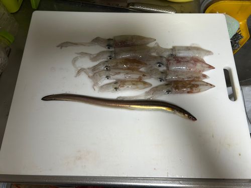ケンサキイカの釣果