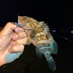 アコウ