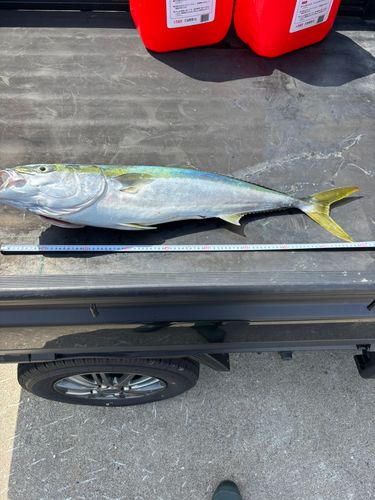 ブリの釣果