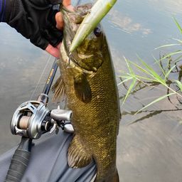 スモールマウスバス