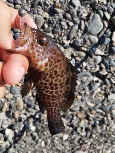 オオモンハタの釣果