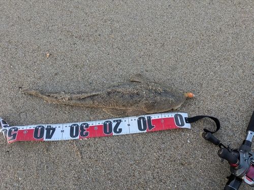 マゴチの釣果