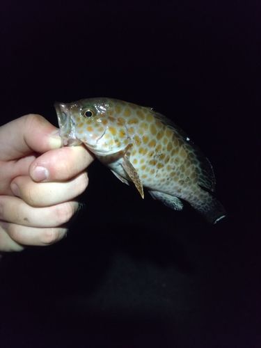 オオモンハタの釣果