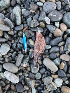 オオモンハタの釣果