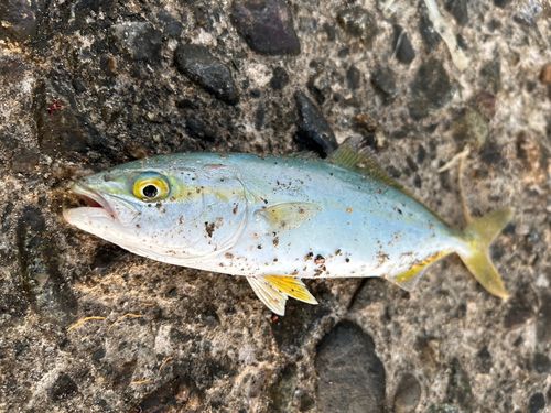 コゾクラの釣果