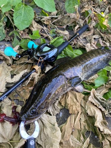 ライギョの釣果