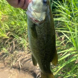 スモールマウスバス