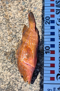 アコウの釣果