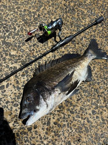 クロダイの釣果