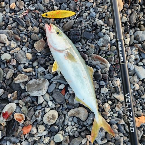 ワカシの釣果