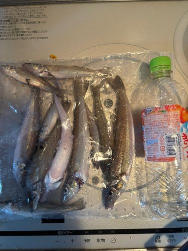 キスの釣果